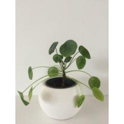 Pannenkoekplant pilea