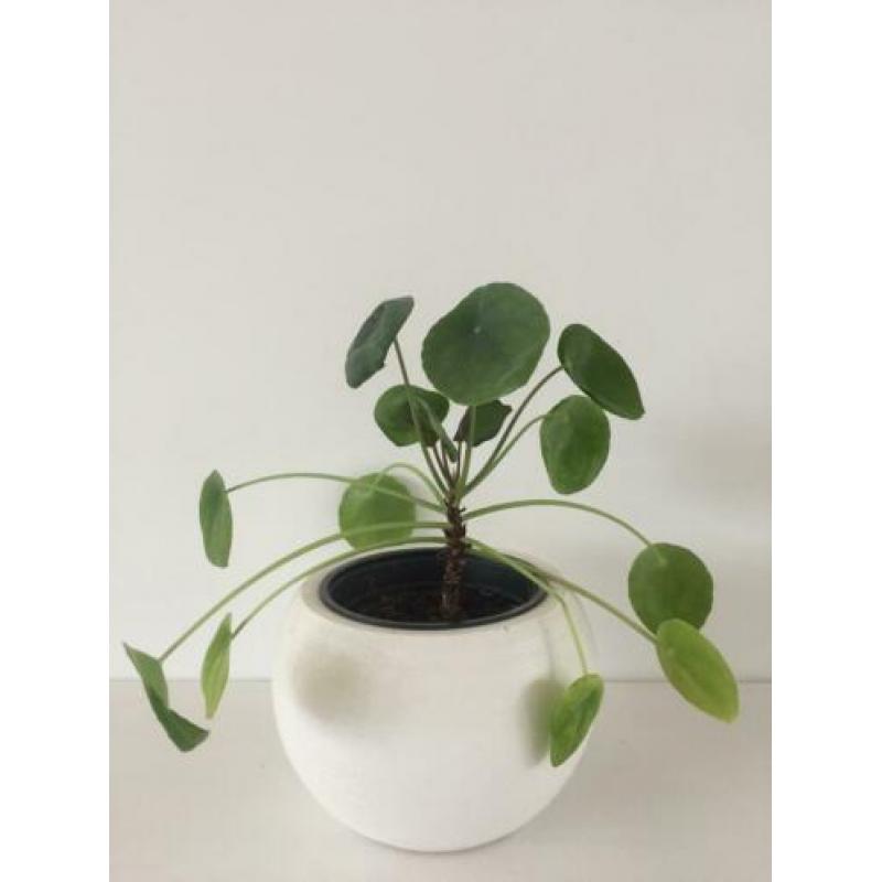 Pannenkoekplant pilea