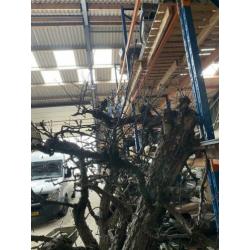 Sierhout oude perenboom dode takken siertak