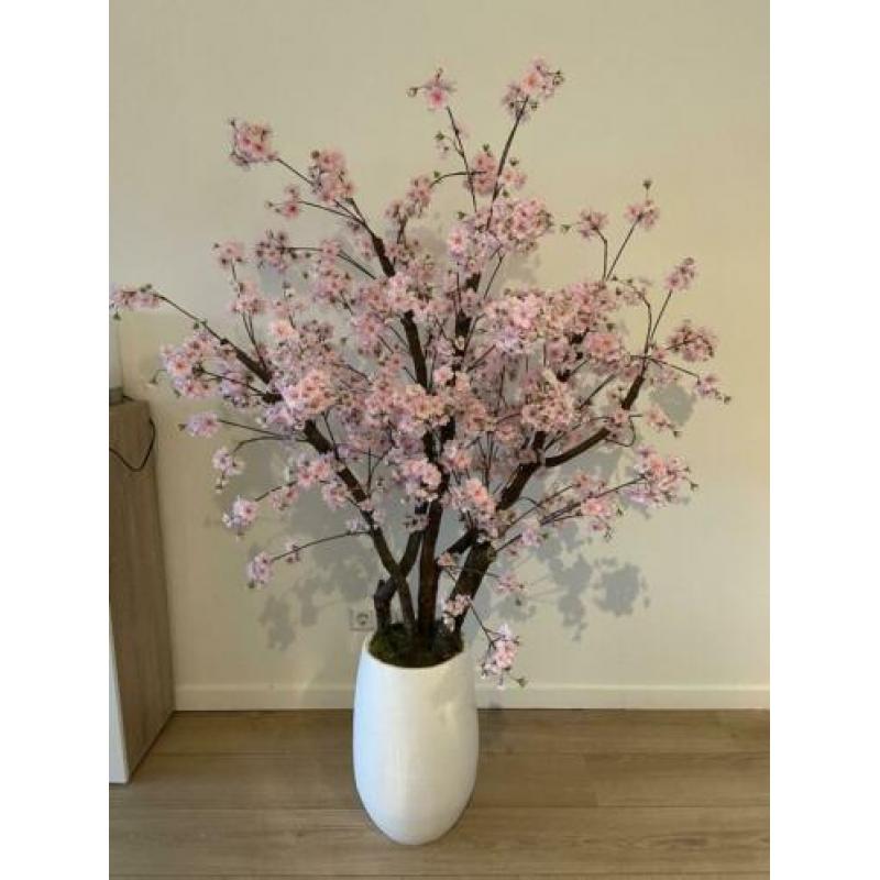 EYECATHER! Roze kersenbloesem in pot +/- 160cm hoog