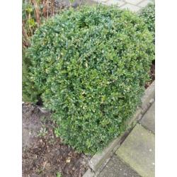 buxus