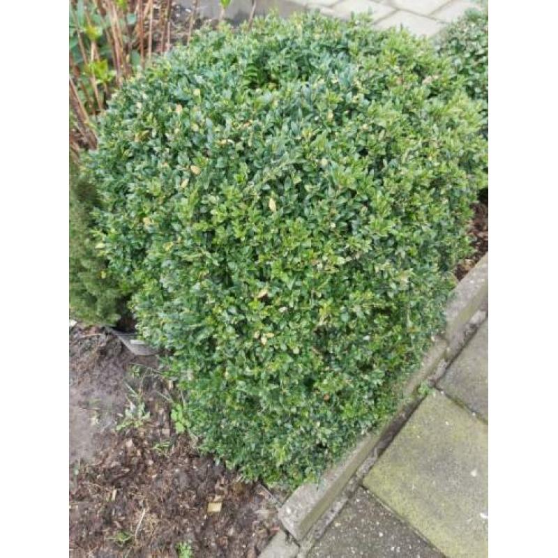 buxus