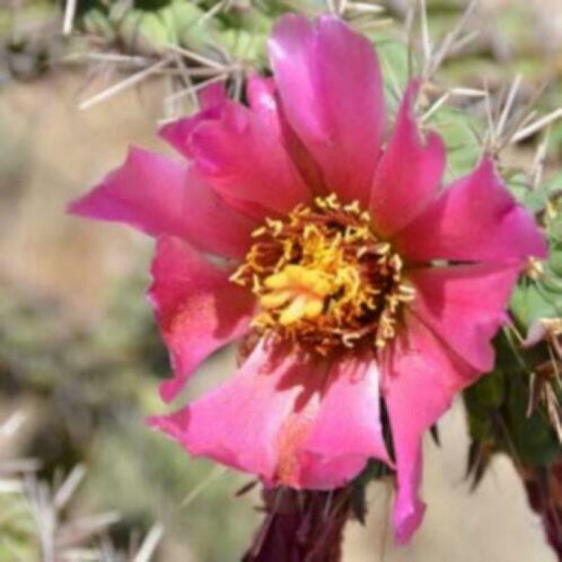 Cactus Cylinder Opuntia Spinosinor.
