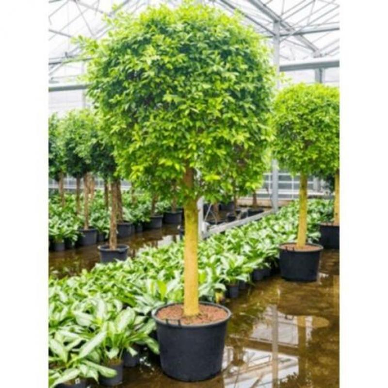Ficus 'nitida' 270-280cm art45112