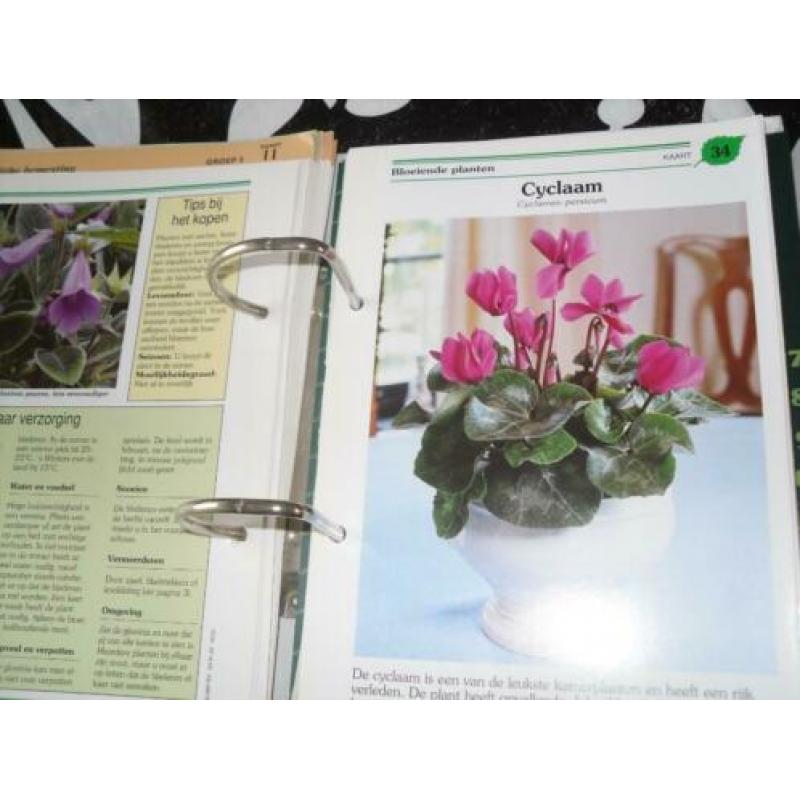 Te koop map kamerplanten