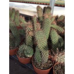 Cactus Cylinder Opuntia Spinosinor.
