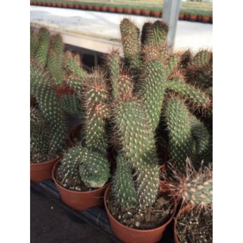 Cactus Cylinder Opuntia Spinosinor.