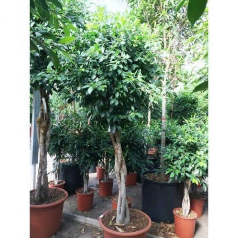 Ficus 'nitida' 270-280cm art45112