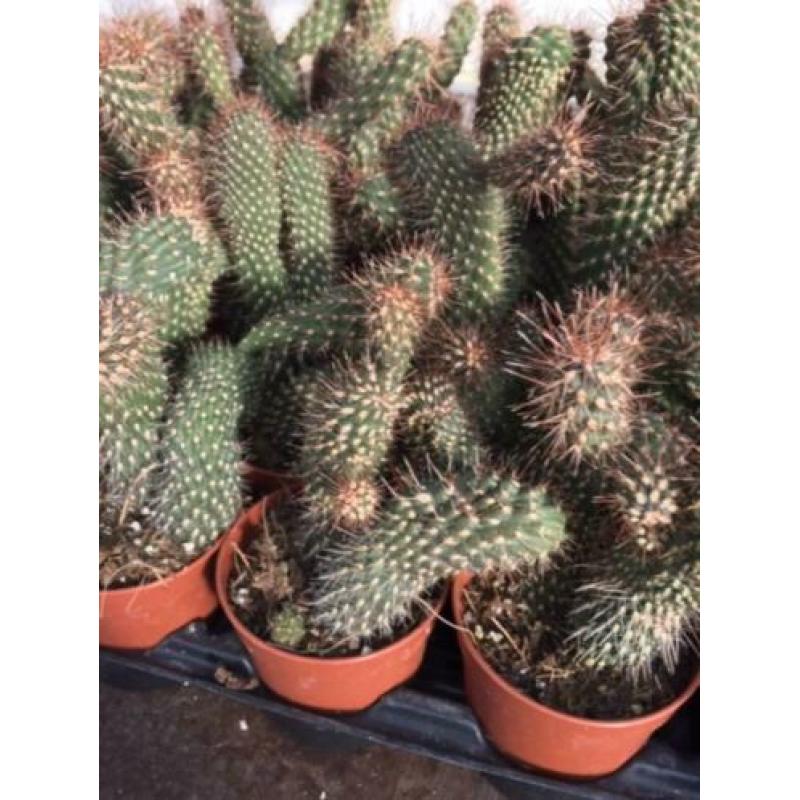 Cactus Cylinder Opuntia Spinosinor.