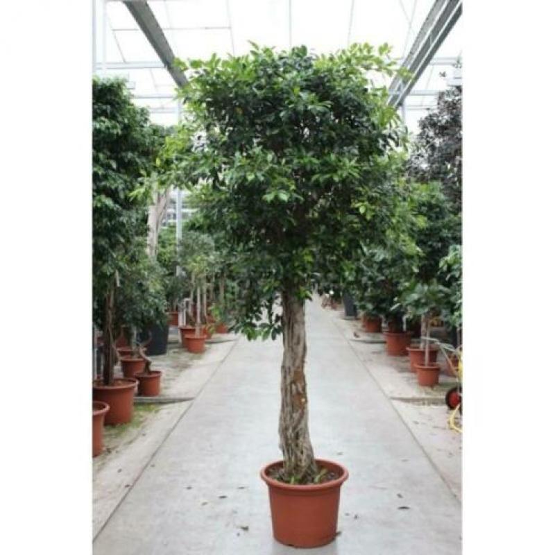 Ficus 'nitida' 270-280cm art45112
