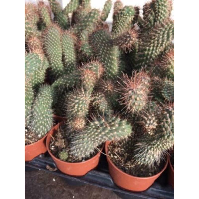 Cactus Cylinder Opuntia Spinosinor.