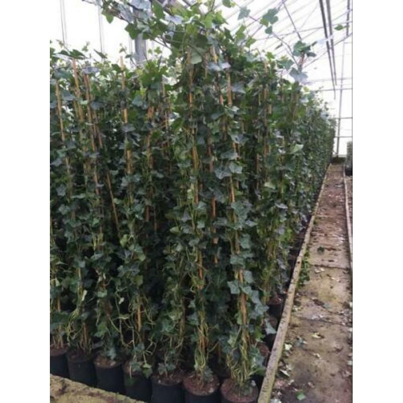 Schitterende Hedera klimop klimplant schutting hekwerk gaas