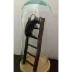 Prachtige Opgezette muis, in stolp, op trap.