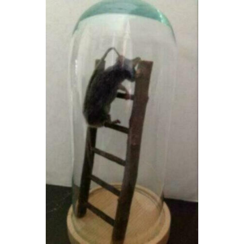 Prachtige Opgezette muis, in stolp, op trap.