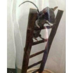 Prachtige Opgezette muis, in stolp, op trap.