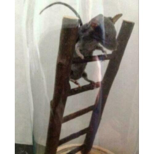 Prachtige Opgezette muis, in stolp, op trap.