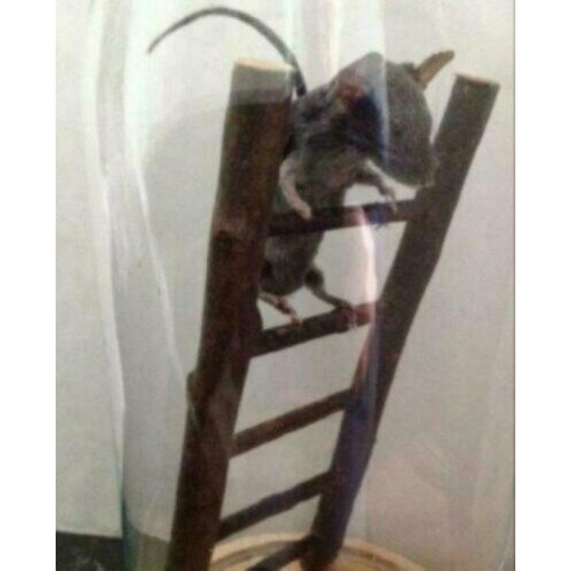 Prachtige Opgezette muis, in stolp, op trap.