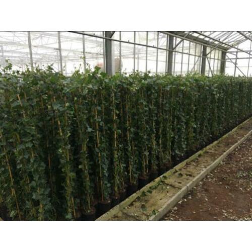 Schitterende Hedera klimop klimplant schutting hekwerk gaas