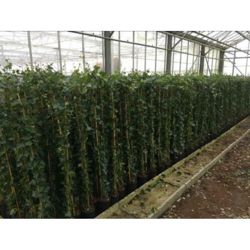 Schitterende Hedera klimop klimplant schutting hekwerk gaas
