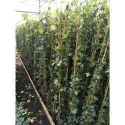 Schitterende Hedera klimop klimplant schutting hekwerk gaas