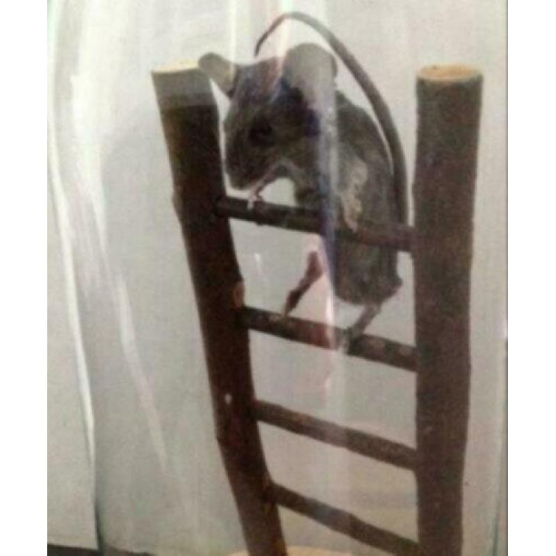 Prachtige Opgezette muis, in stolp, op trap.