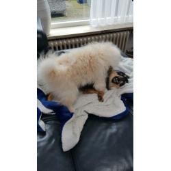 Pomeriaam, pomeranian, dwergkeeshondje, pomriaan