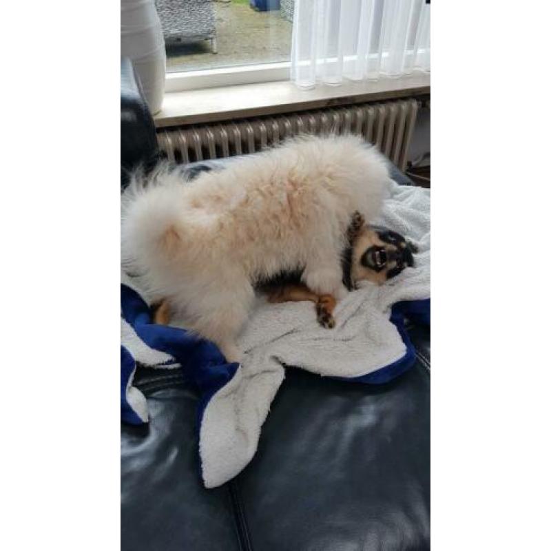 Pomeriaam, pomeranian, dwergkeeshondje, pomriaan