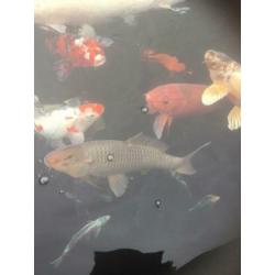 Koi,s Klein en groot