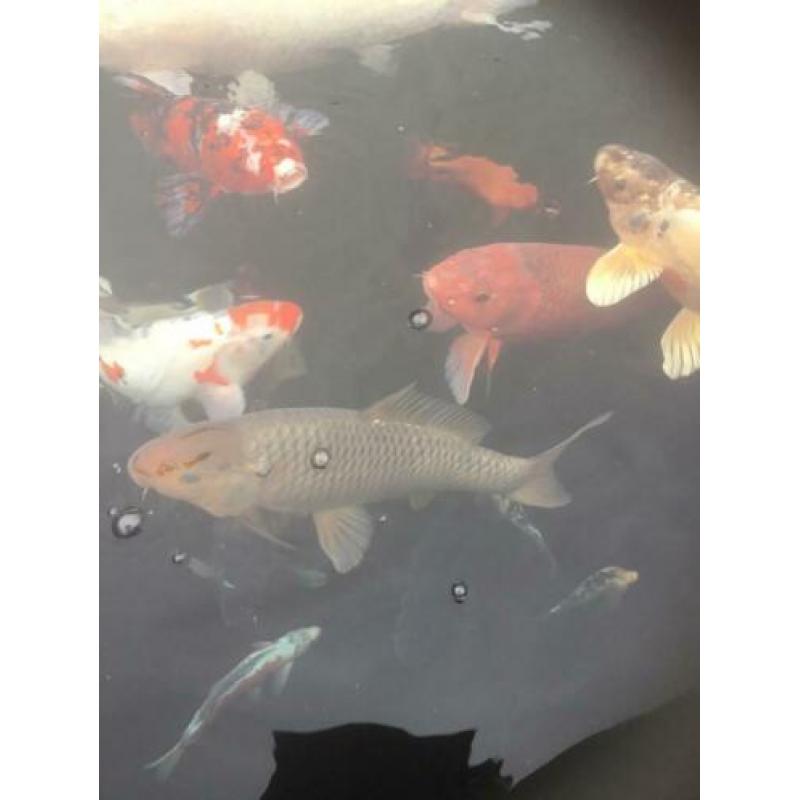 Koi,s Klein en groot