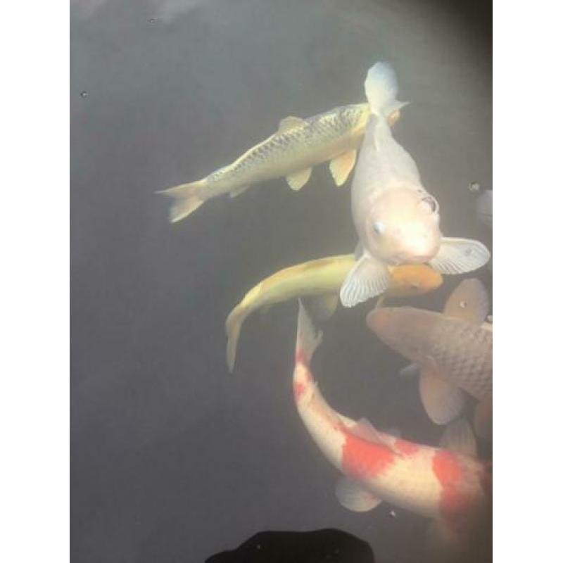 Koi,s Klein en groot