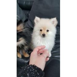 Pomeriaam, pomeranian, dwergkeeshondje, pomriaan