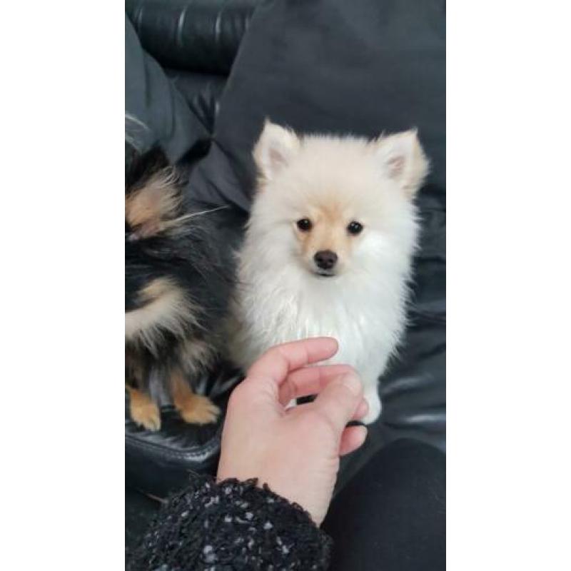 Pomeriaam, pomeranian, dwergkeeshondje, pomriaan