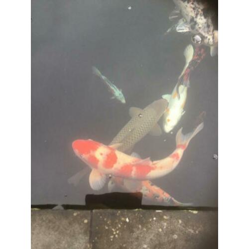 Koi,s Klein en groot