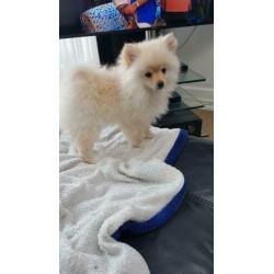 Pomeriaam, pomeranian, dwergkeeshondje, pomriaan