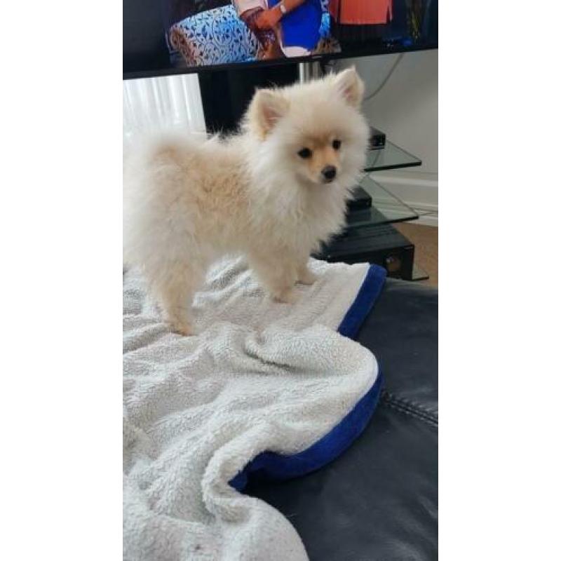 Pomeriaam, pomeranian, dwergkeeshondje, pomriaan