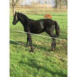 Fries jaarling hengst