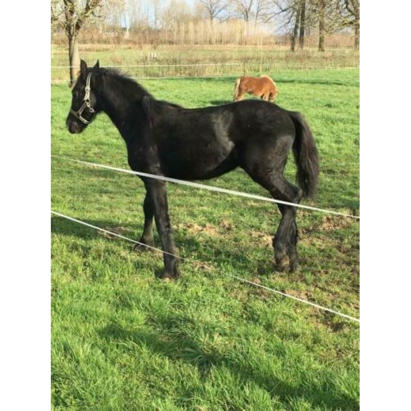 Fries jaarling hengst