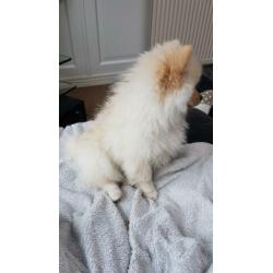 Pomeriaam, pomeranian, dwergkeeshondje, pomriaan