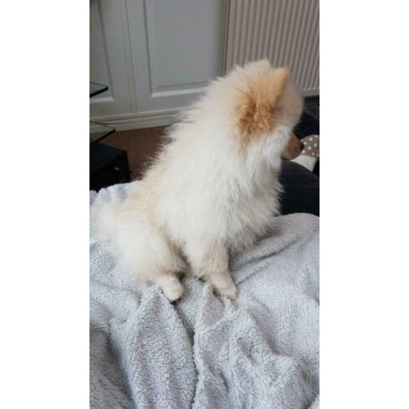 Pomeriaam, pomeranian, dwergkeeshondje, pomriaan