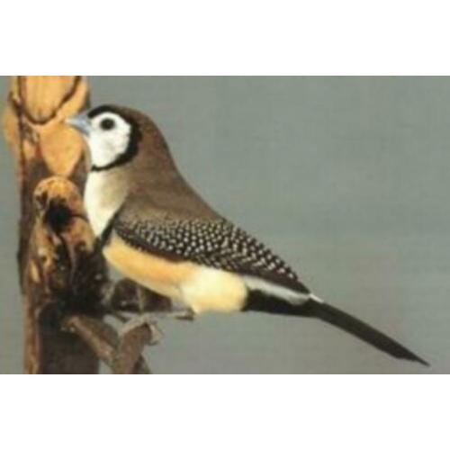Gevraagd: meerdere tropische vogels