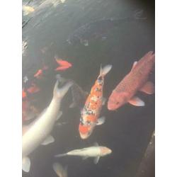 Koi,s Klein en groot