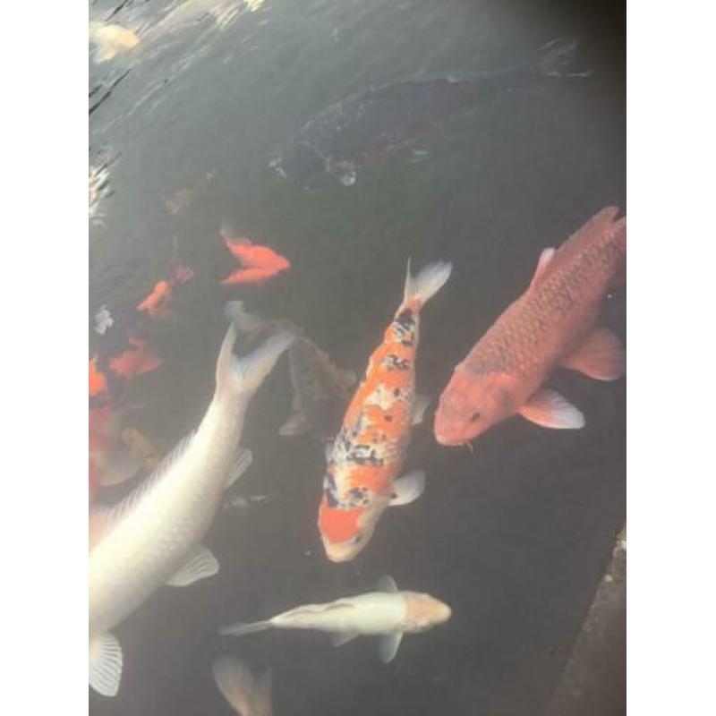 Koi,s Klein en groot