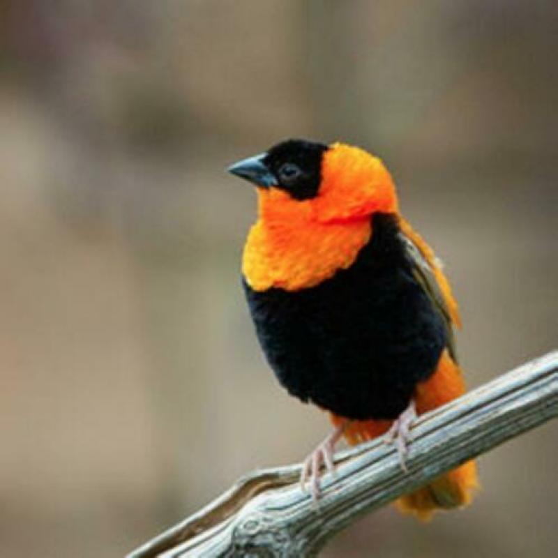 Gevraagd: meerdere tropische vogels