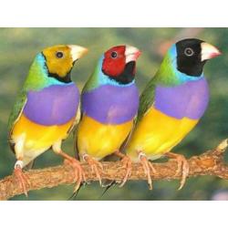 Gevraagd: meerdere tropische vogels