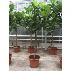 Ficus Lyrata - Vioolplant 465-475cm art36247