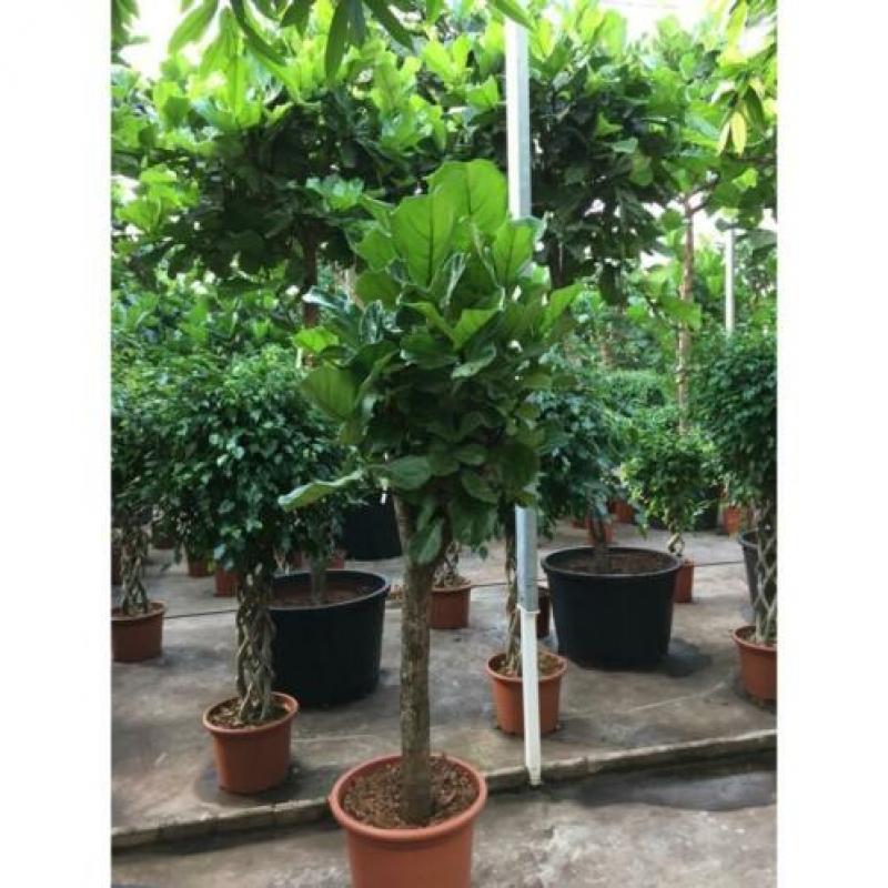 Ficus Lyrata - Vioolplant 465-475cm art36247