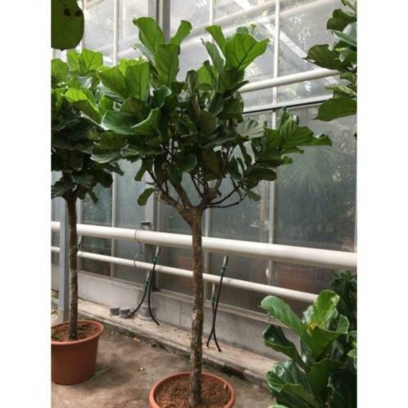 Ficus Lyrata - Vioolplant 465-475cm art36247