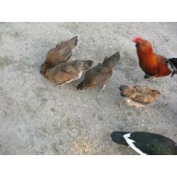 Broedeieren Araucana kippen groot met staart ( groene eieren