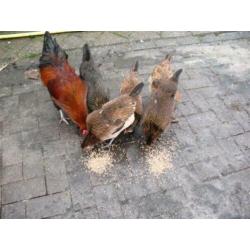 Broedeieren Araucana kippen groot met staart ( groene eieren