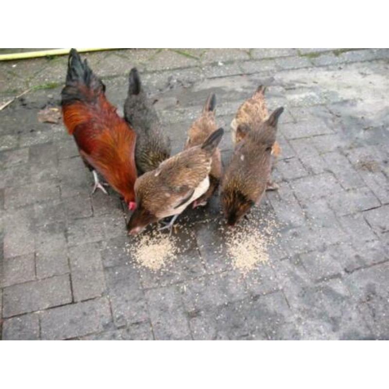 Broedeieren Araucana kippen groot met staart ( groene eieren
